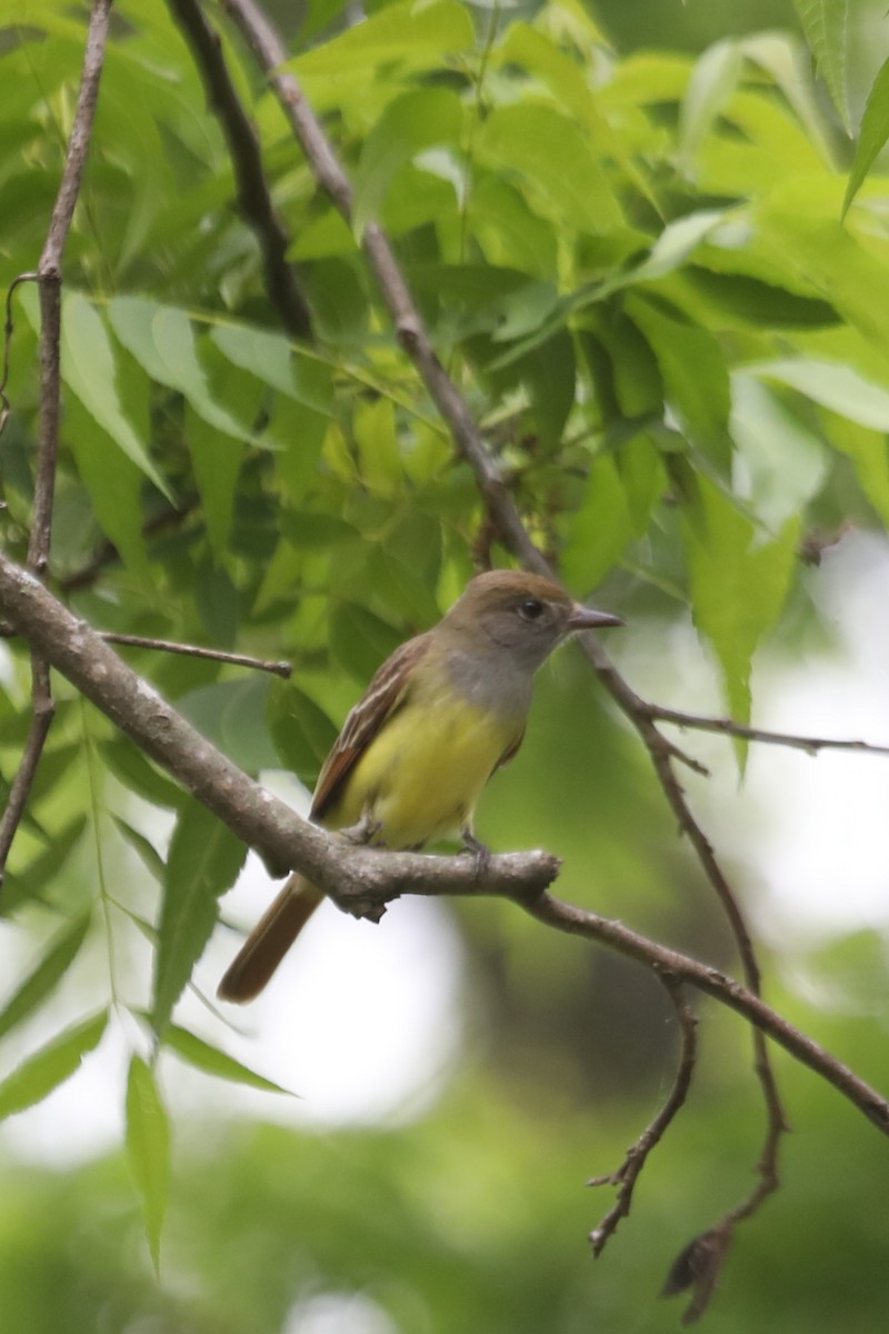 Great Crested Flycatcher - ML618697629