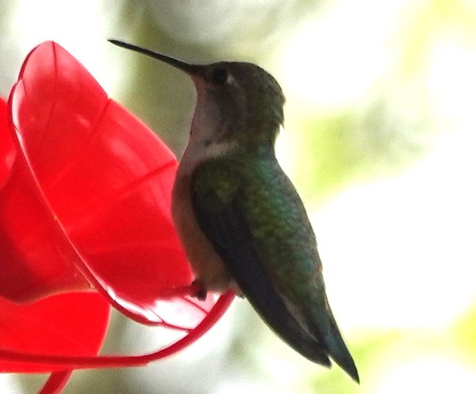 Rufous Hummingbird - ML618697630