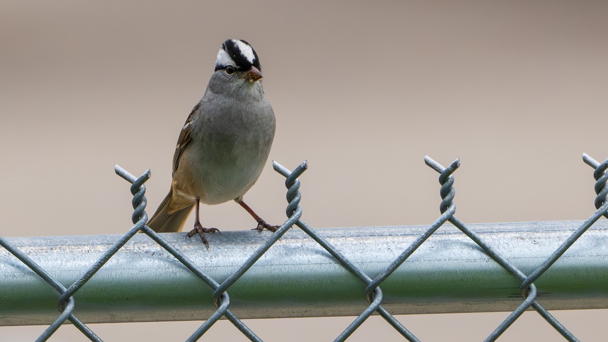 White-crowned Sparrow - ML618697646