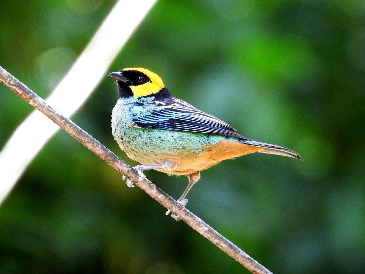 Saffron-crowned Tanager - ML618697650