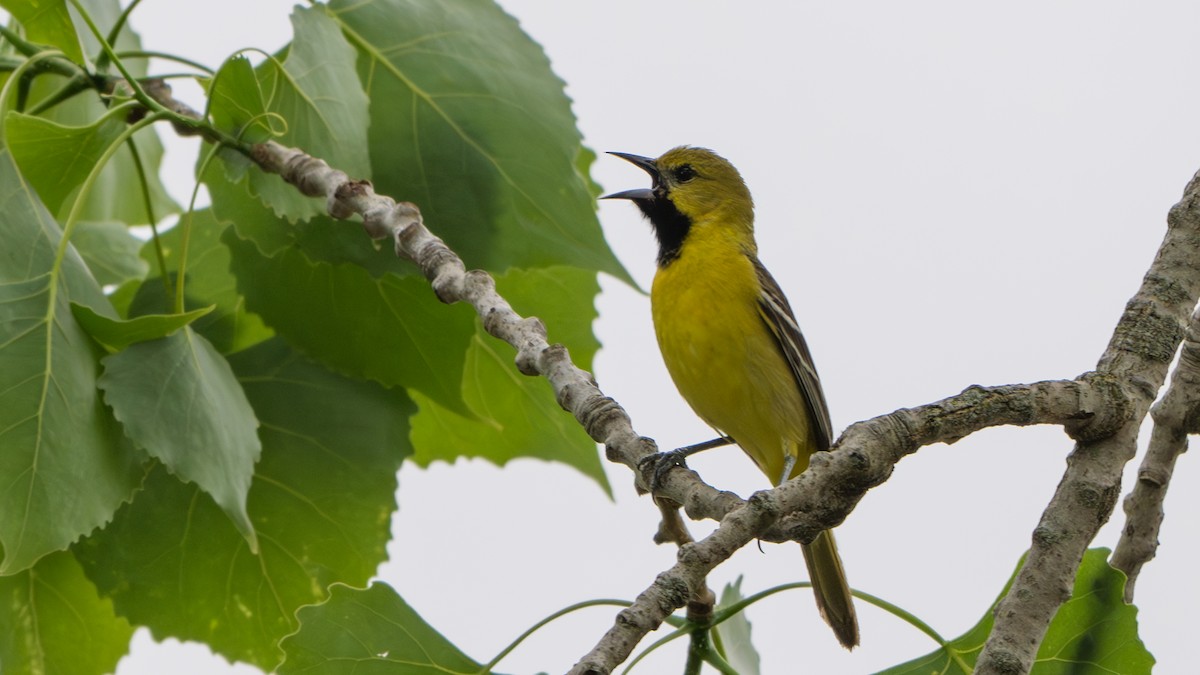 Orchard Oriole - Paul Clifford