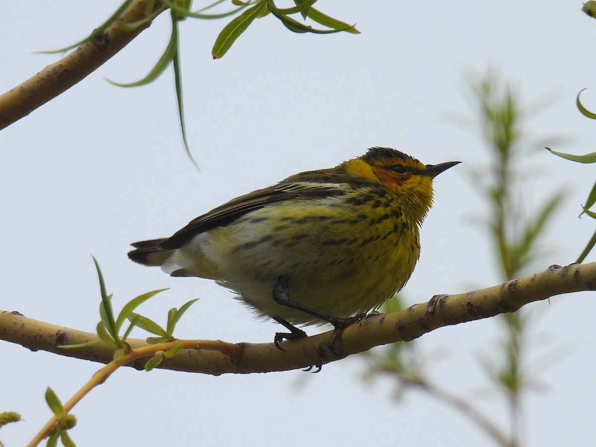 Cape May Warbler - ML618697659