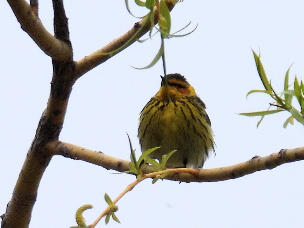 Cape May Warbler - ML618697660