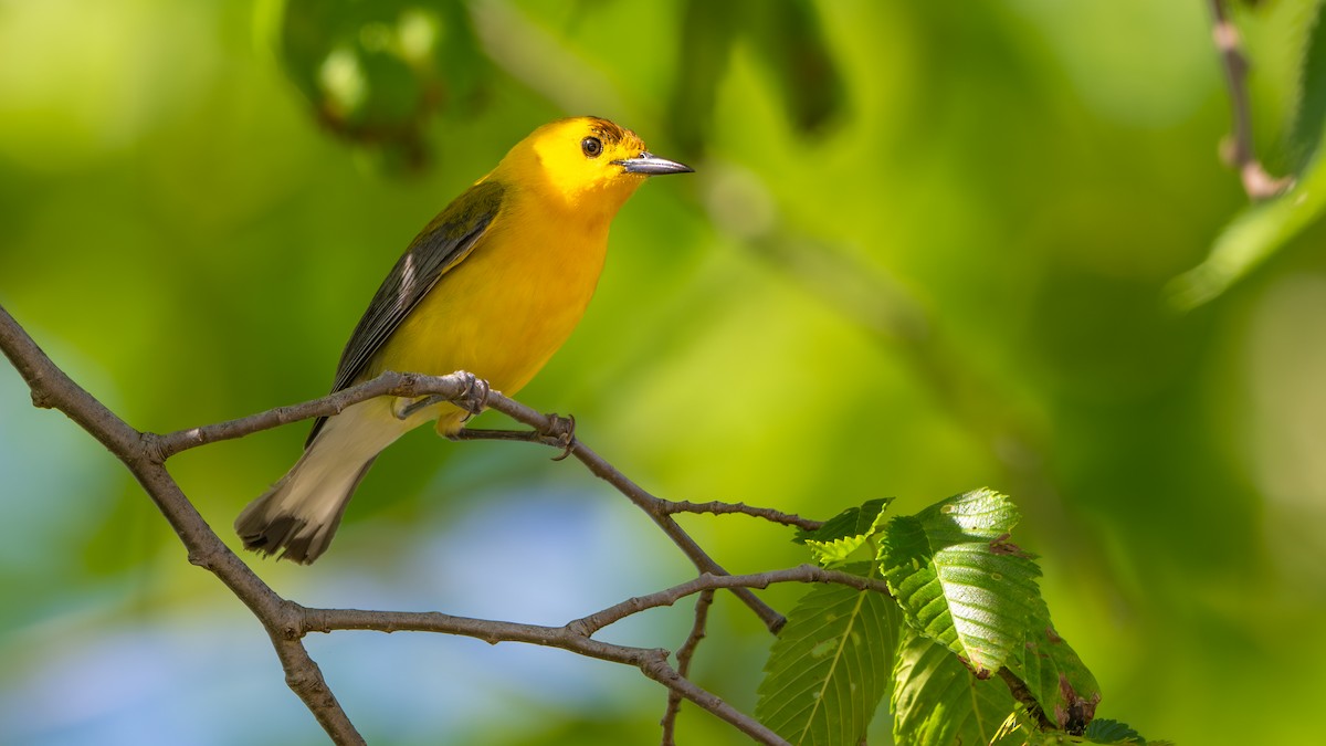 Prothonotary Warbler - ML618697681