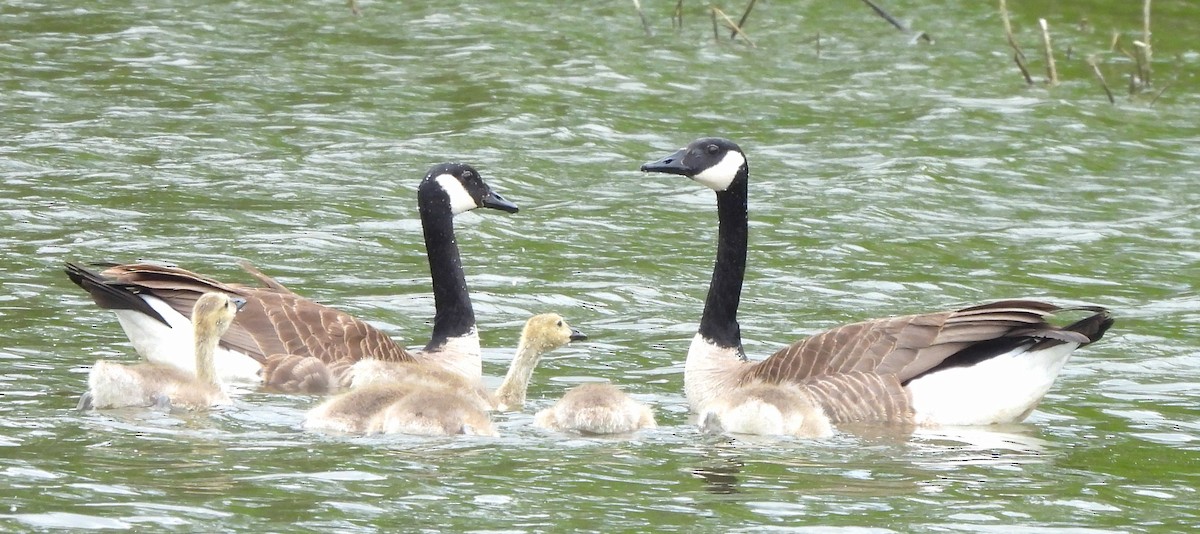 eBird Checklist 8 May 2024 Eagle Bluffs CA 85 species (+3 other taxa)