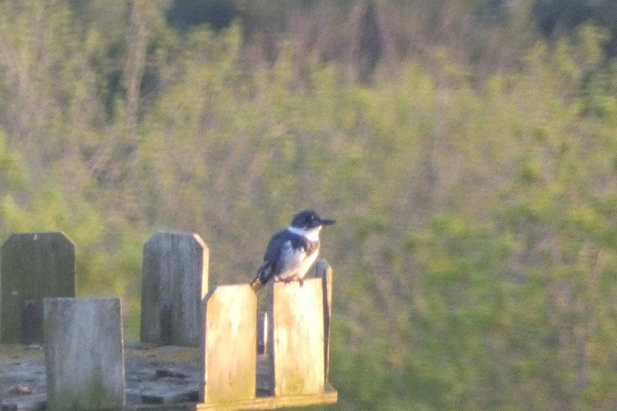 Belted Kingfisher - ML618697690