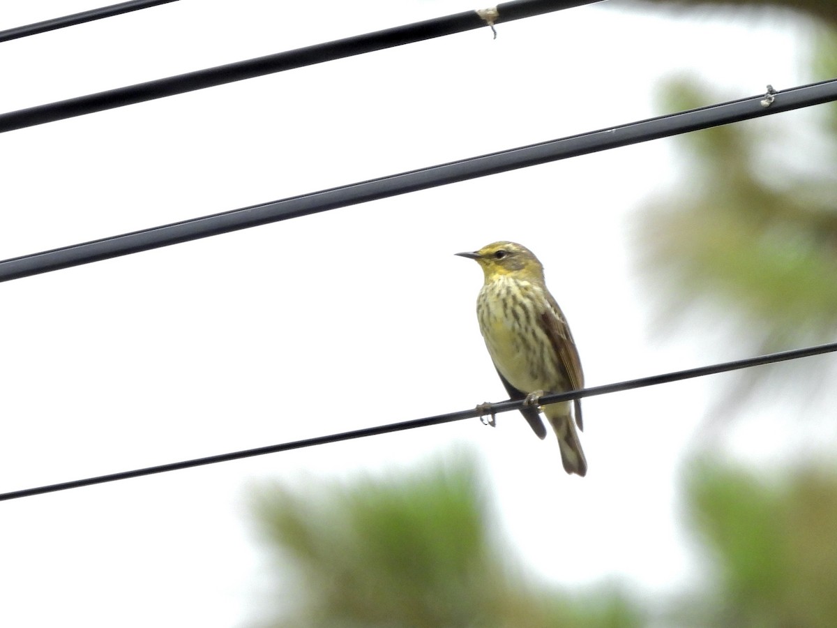 Cape May Warbler - ML618697717
