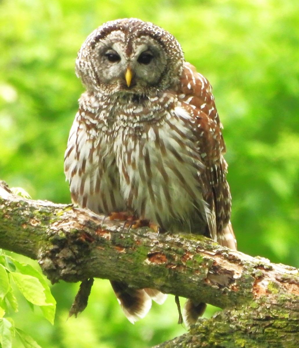 Barred Owl - ML618697754