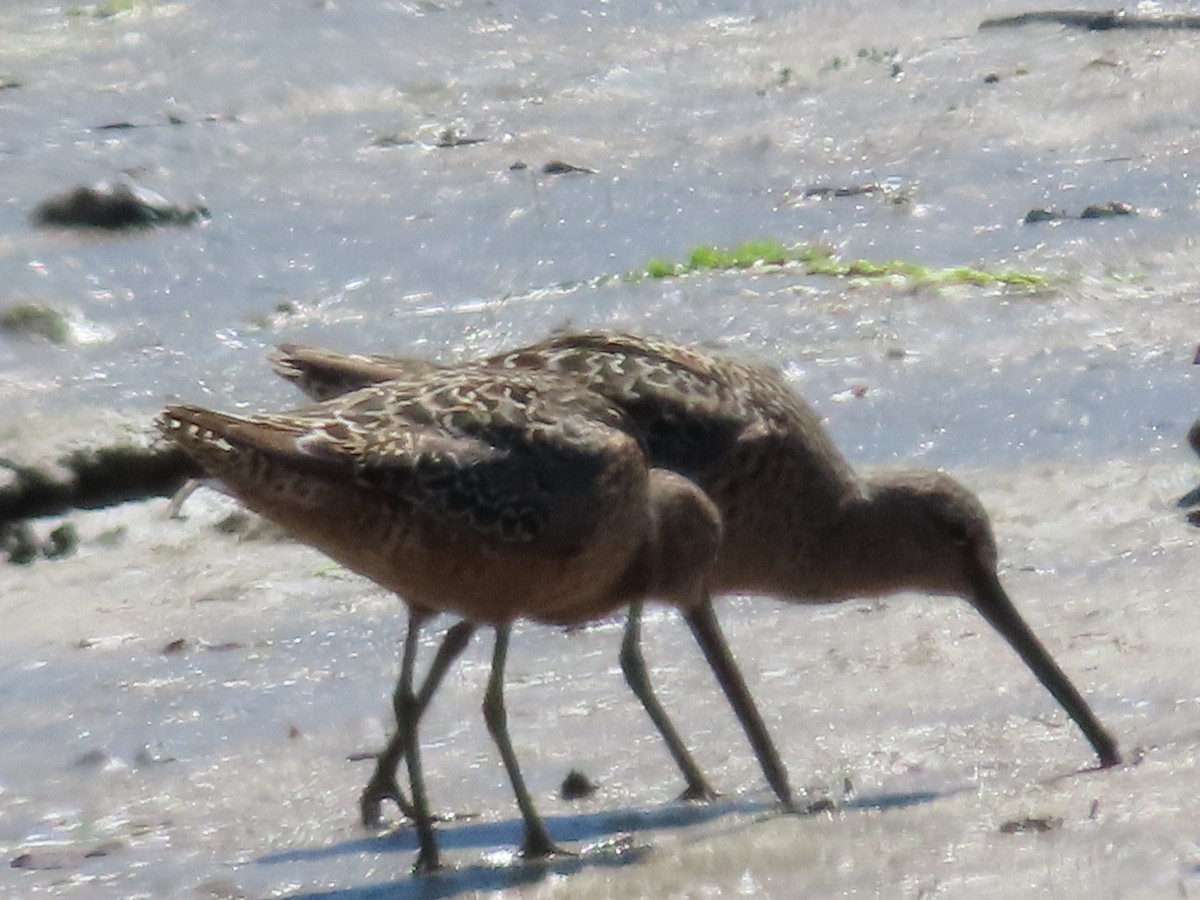 Long-billed Dowitcher - ML618697763