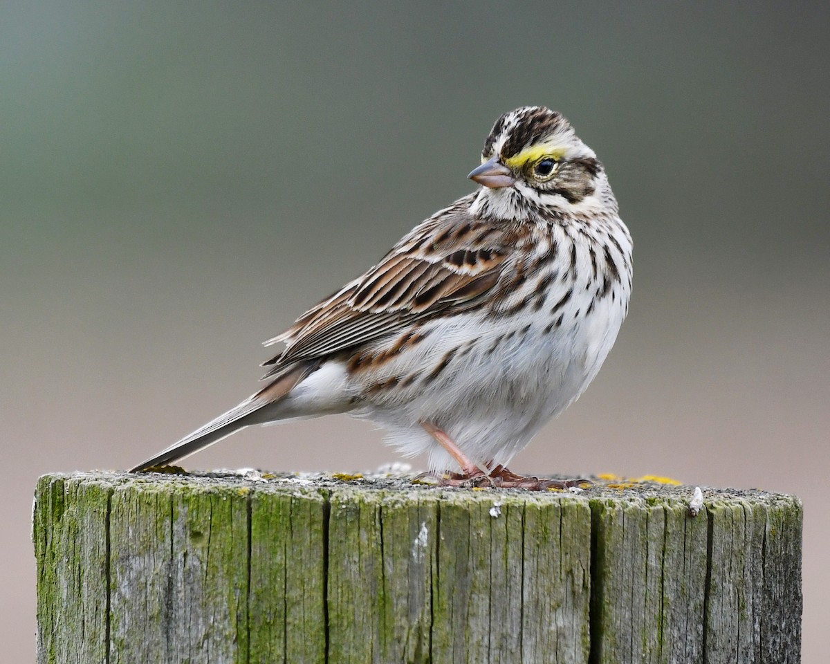 Savannah Sparrow - ML618697768