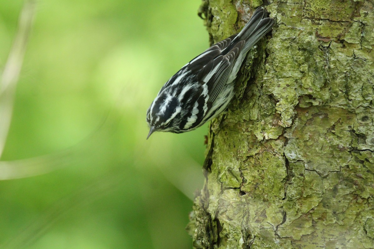 Black-and-white Warbler - ML618697773