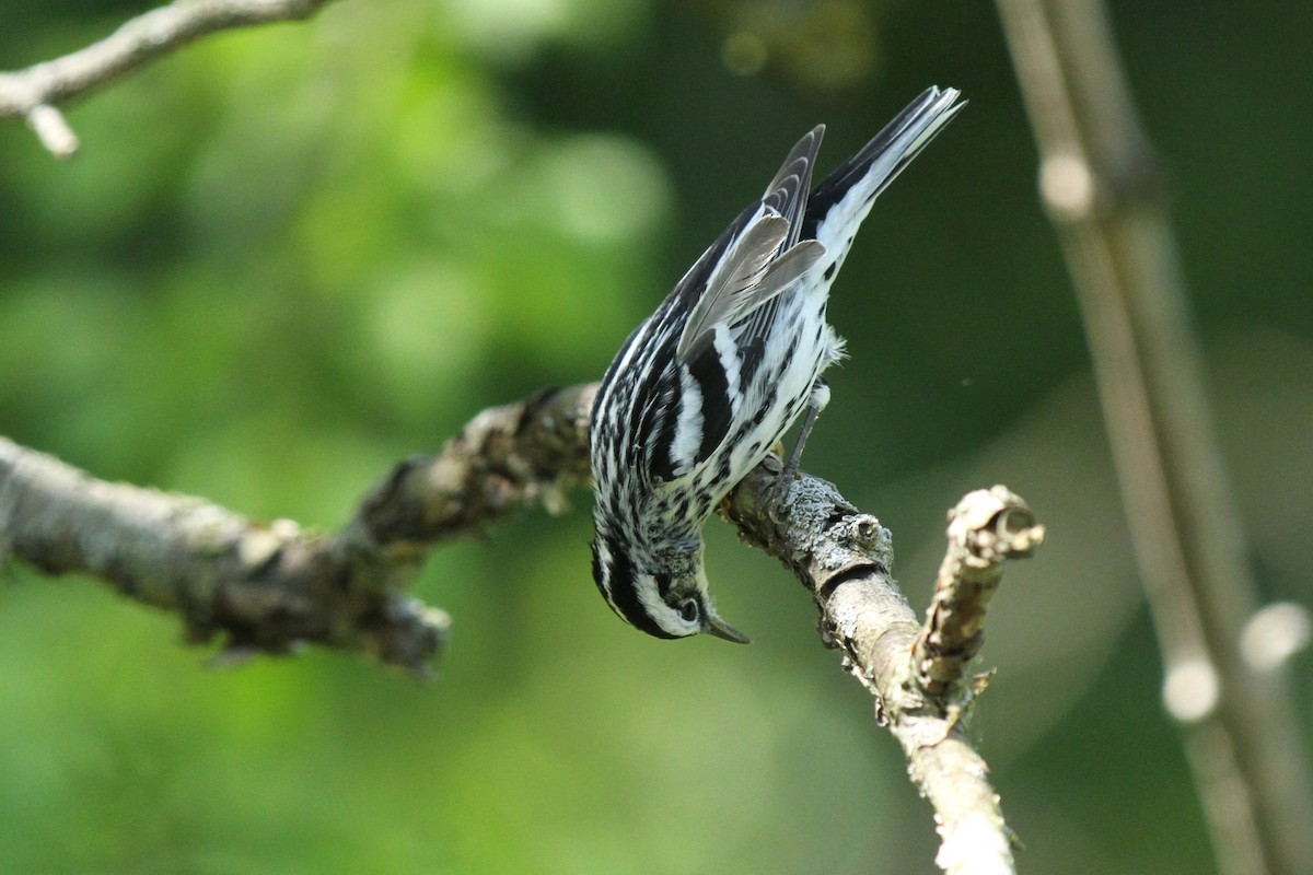 Black-and-white Warbler - ML618697801