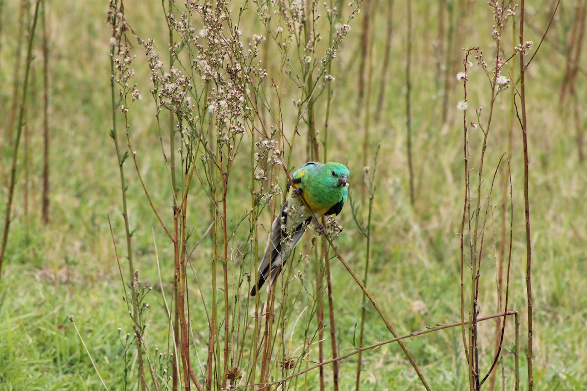 Red-rumped Parrot - ML618697803