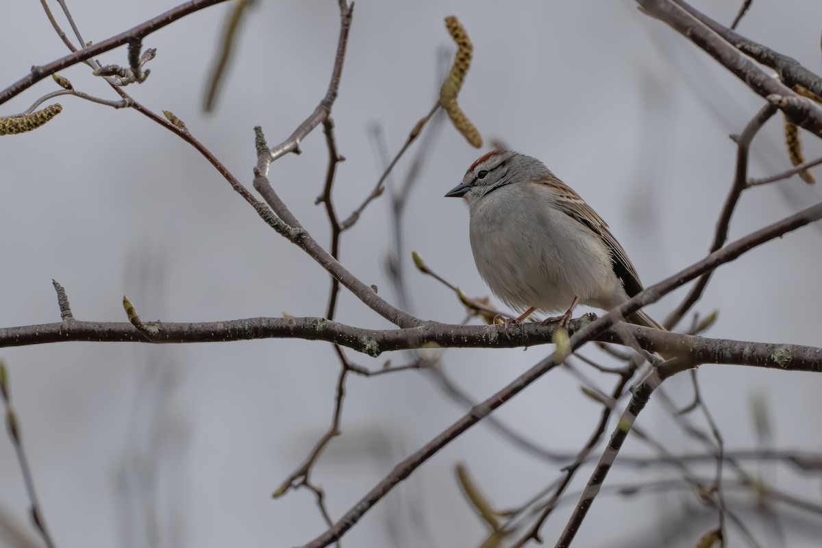 Chipping Sparrow - ML618697808