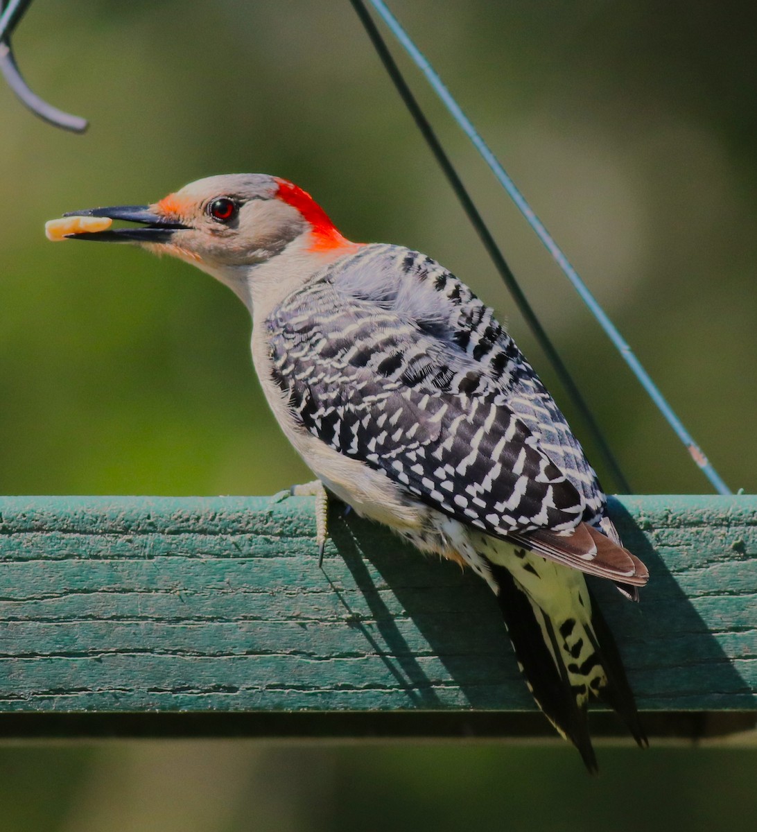 Red-bellied Woodpecker - ML618697817