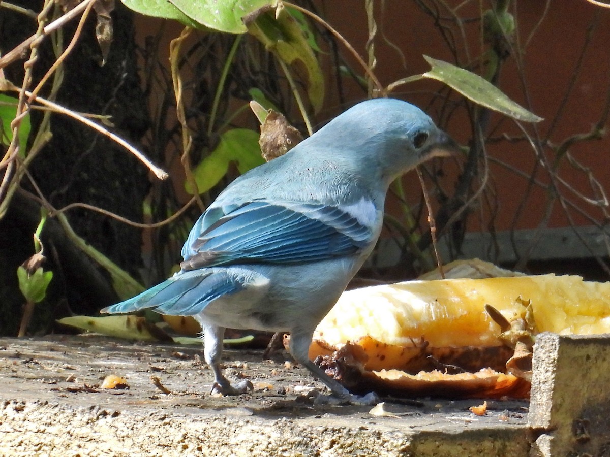 Blue-gray Tanager - ML618697824