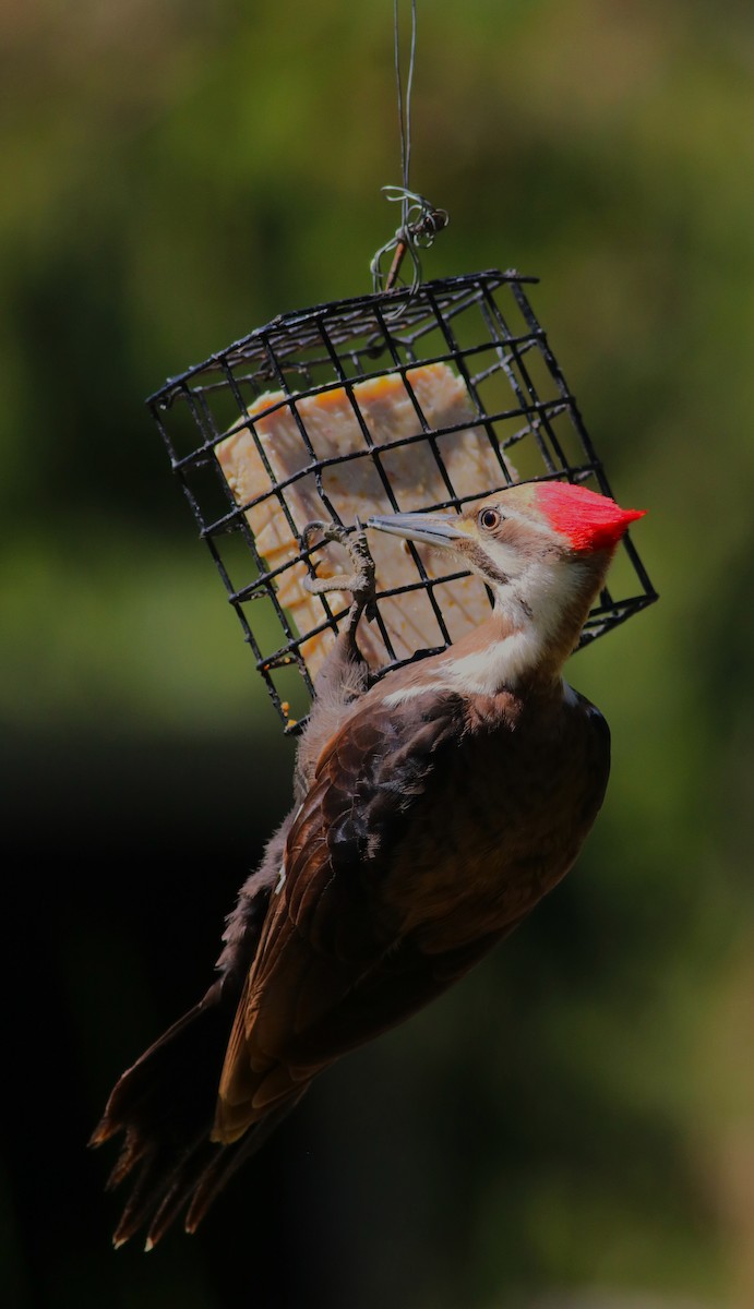 Pileated Woodpecker - ML618697826