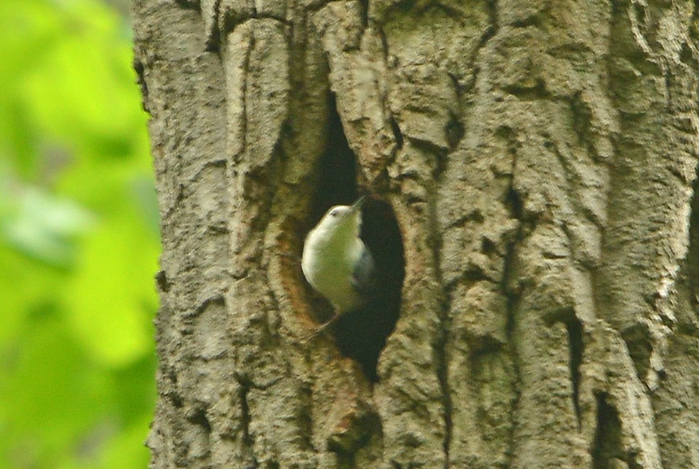 White-breasted Nuthatch - Bill Telfair
