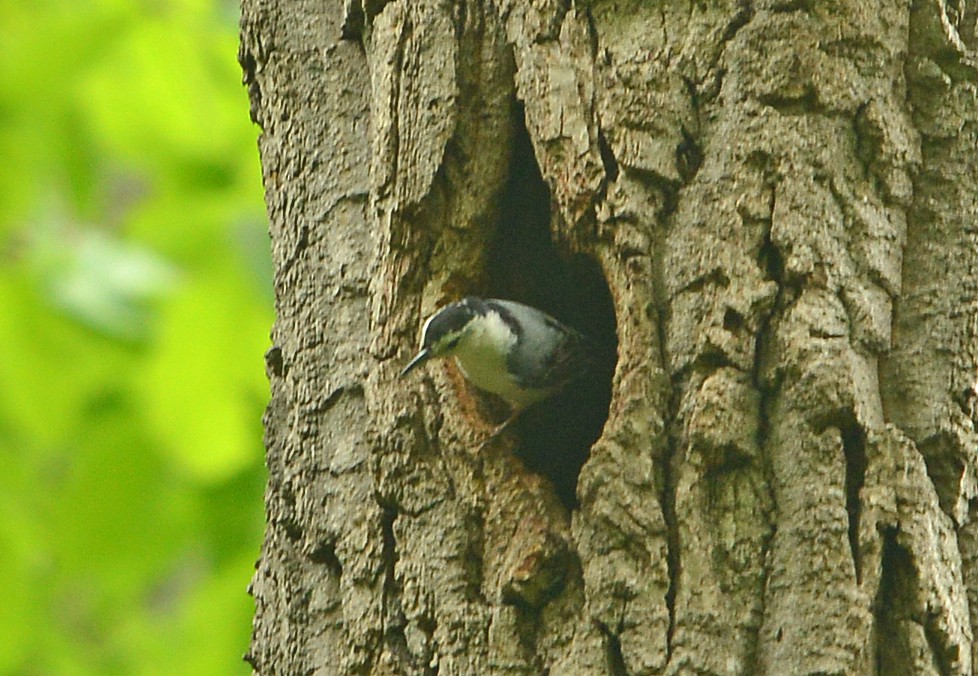 White-breasted Nuthatch - ML618697879