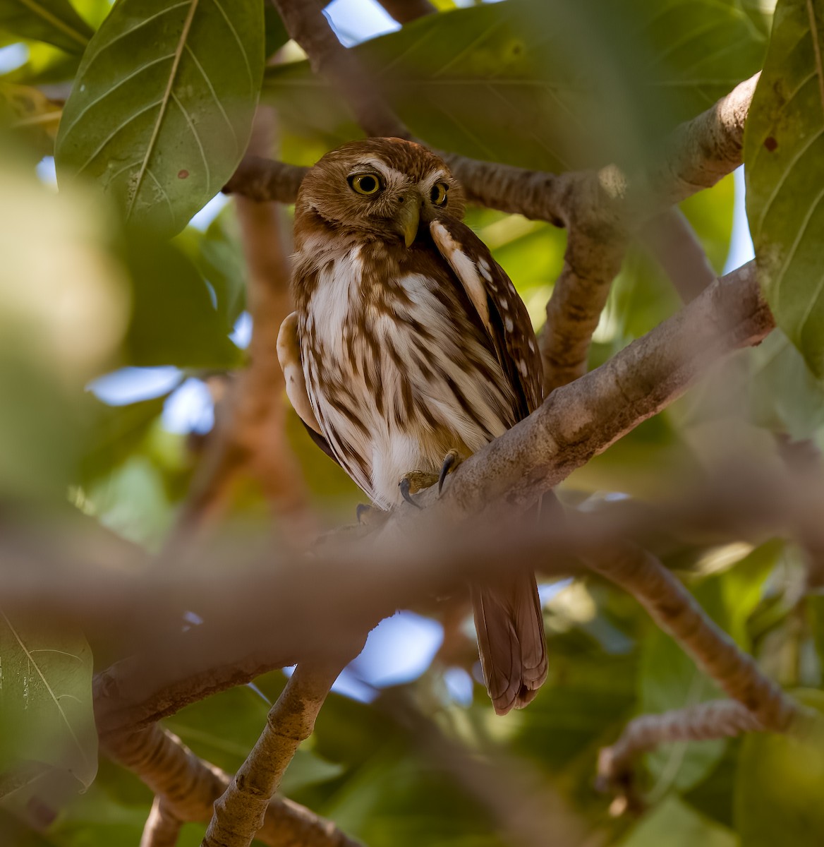 Ferruginous Pygmy-Owl - ML618697892