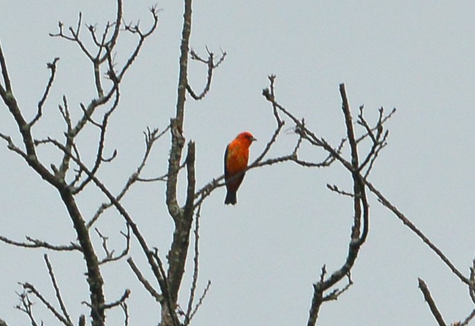 Scarlet Tanager - ML618697920