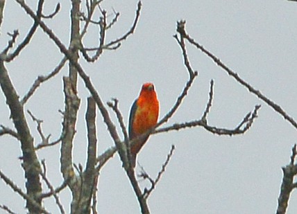 Scarlet Tanager - ML618697921