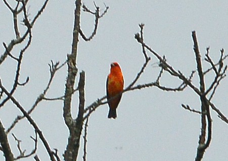 Scarlet Tanager - ML618697922