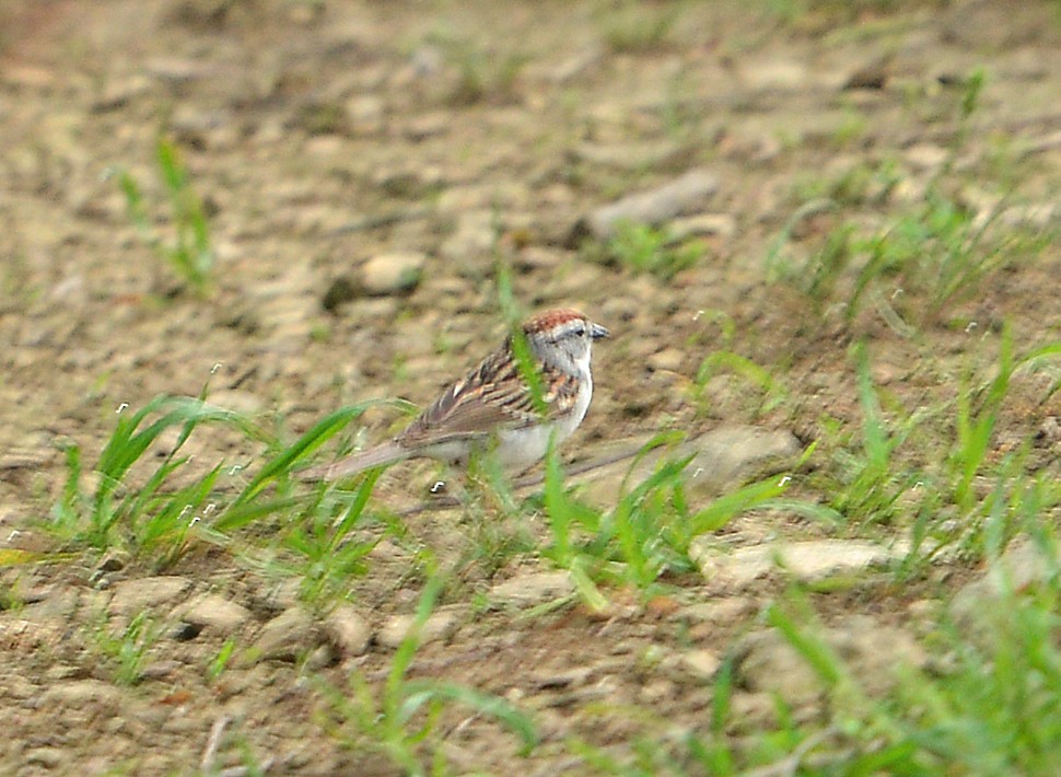Chipping Sparrow - ML618697944
