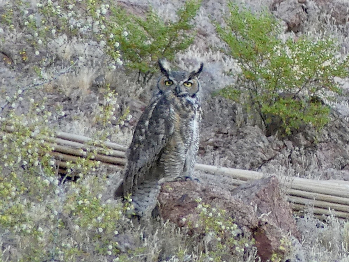 Great Horned Owl - ML618697952