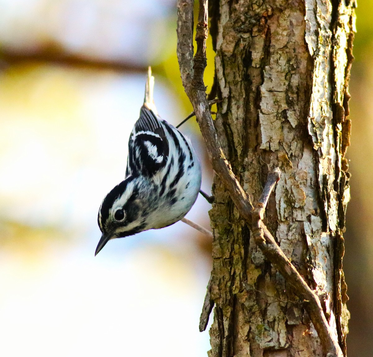 Black-and-white Warbler - ML618697963