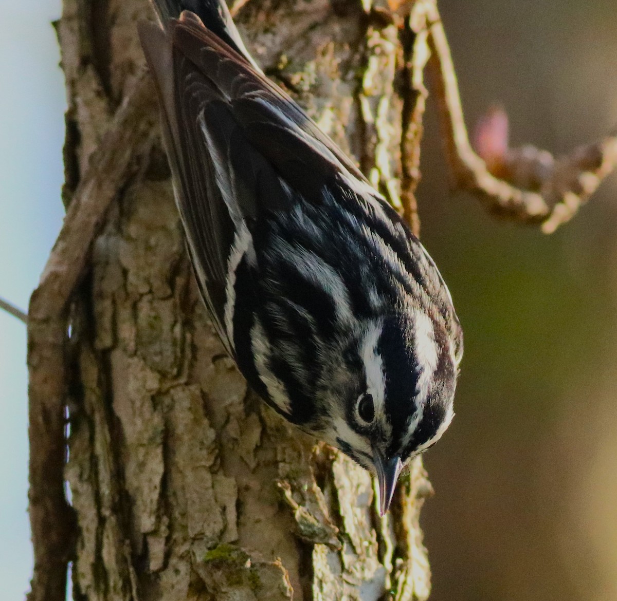 Black-and-white Warbler - ML618697969