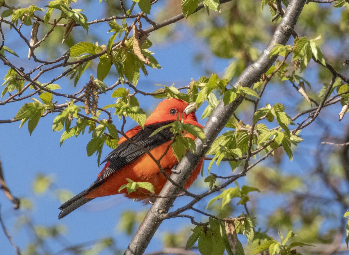Scarlet Tanager - ML618697974