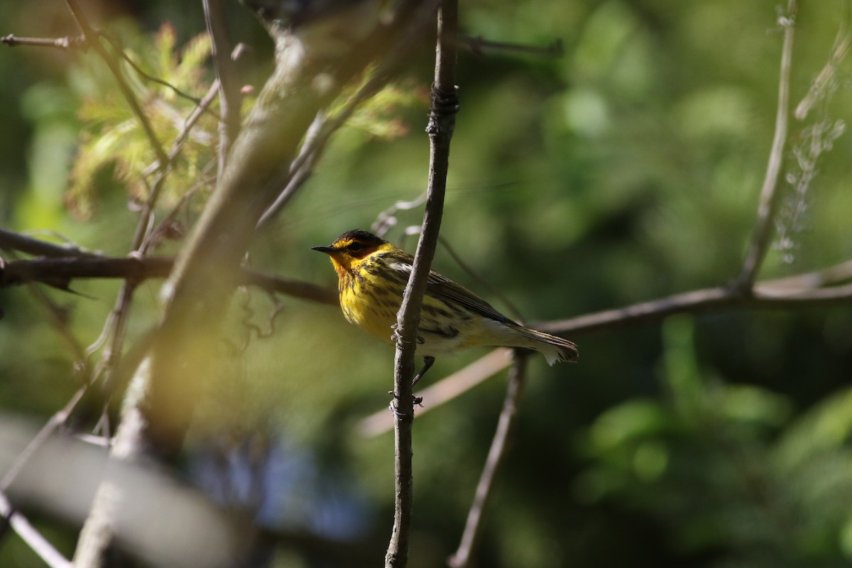 Cape May Warbler - ML618697975