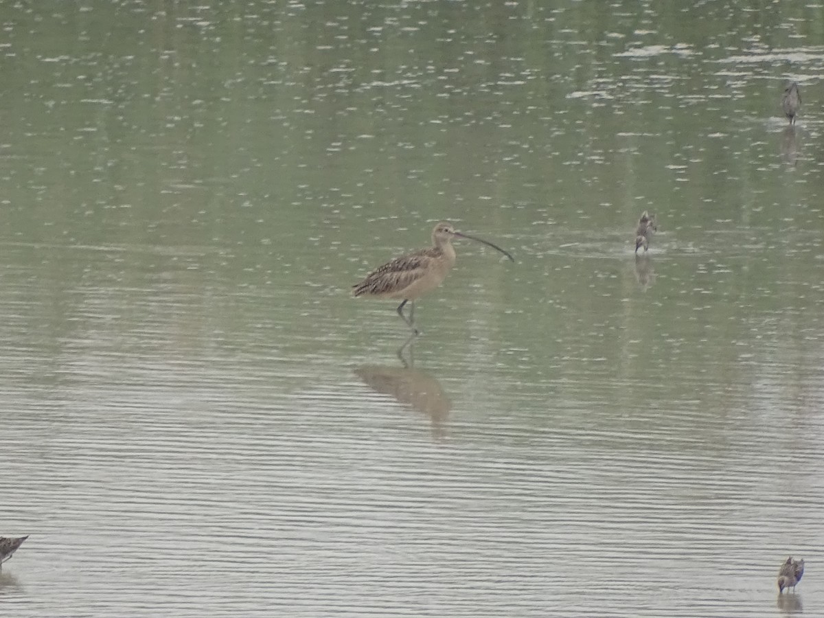 Long-billed Curlew - ML618698009
