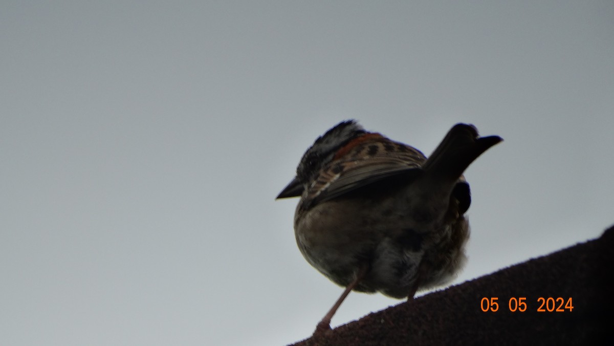 Rufous-collared Sparrow - ML618698068