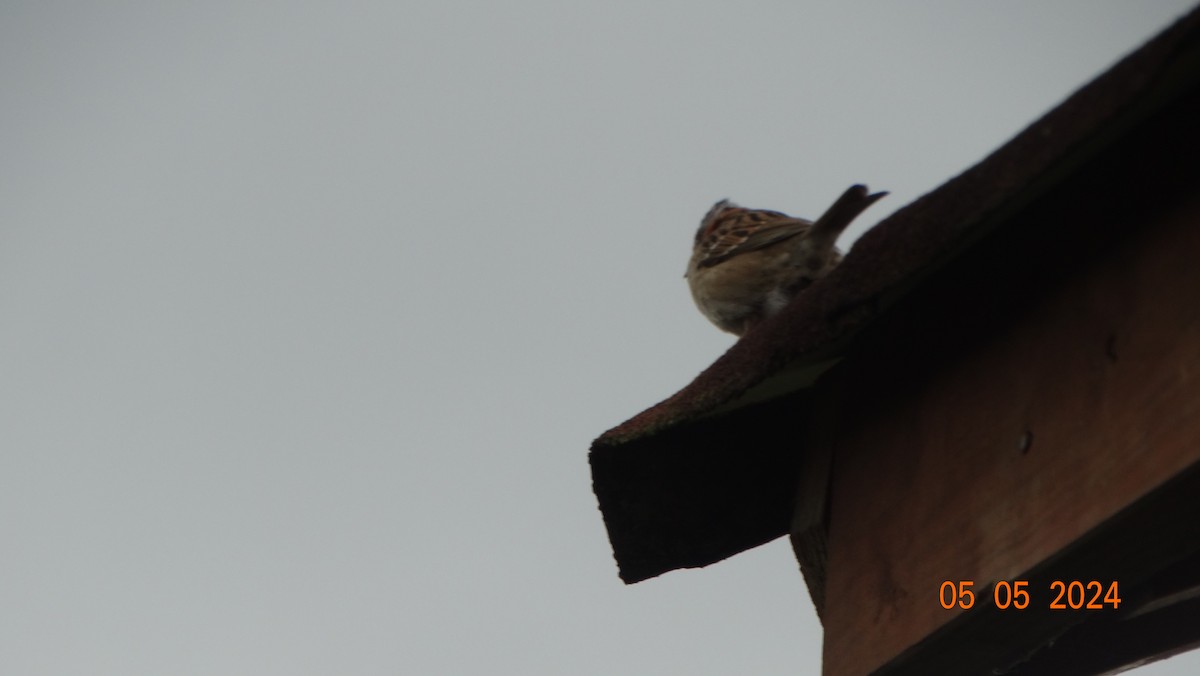 Rufous-collared Sparrow - ML618698069