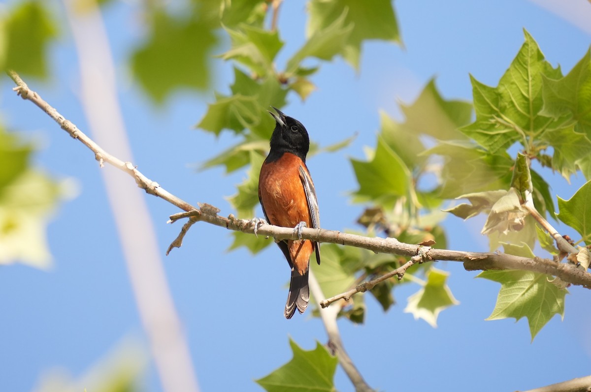 Orchard Oriole - ML618698072