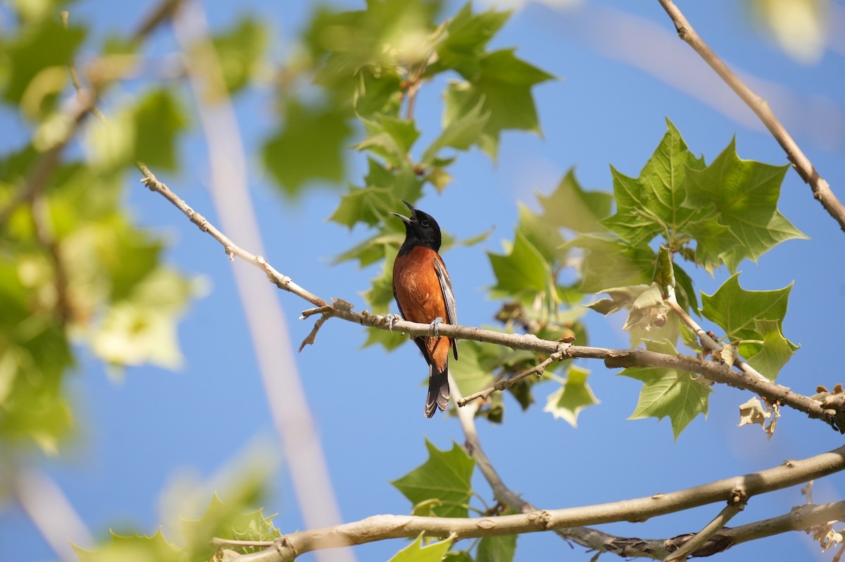 Orchard Oriole - ML618698074