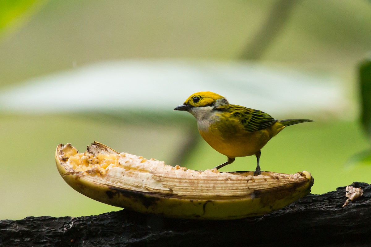 Silver-throated Tanager - ML618698147