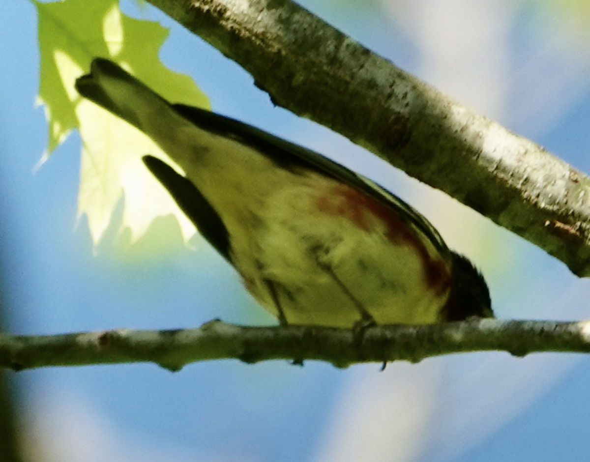 Bay-breasted Warbler - ML618698155