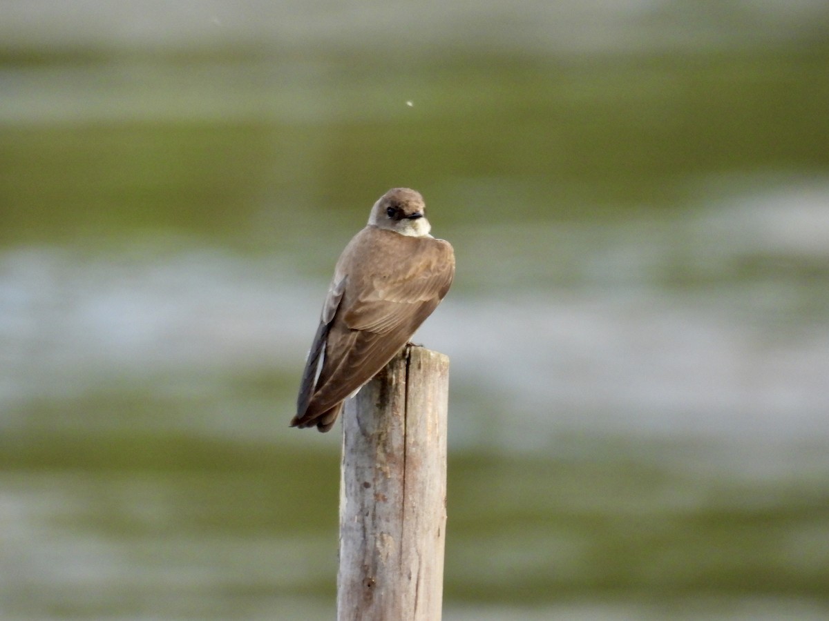 Northern Rough-winged Swallow - ML618698175