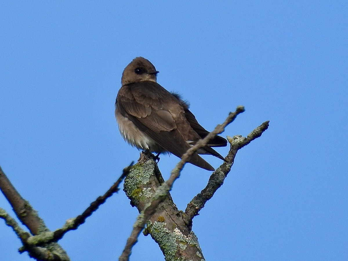 Northern Rough-winged Swallow - ML618698176