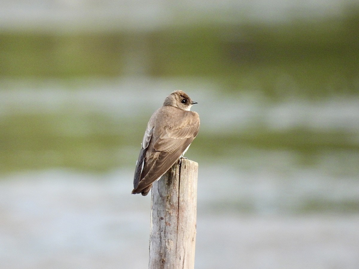 Northern Rough-winged Swallow - ML618698177