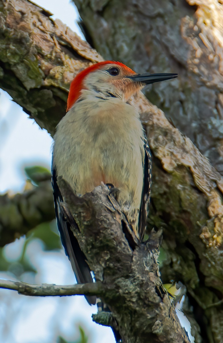 Red-bellied Woodpecker - ML618698182
