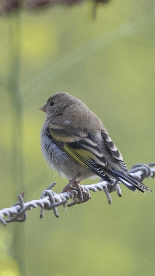 Lawrence's Goldfinch - ML618698183