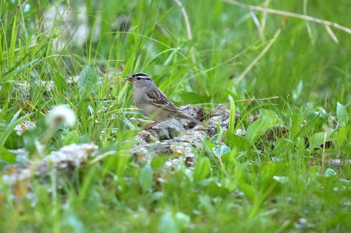 White-crowned Sparrow - ML618698188