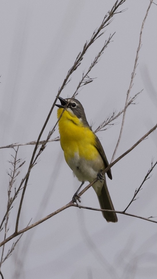 Yellow-breasted Chat - ML618698191