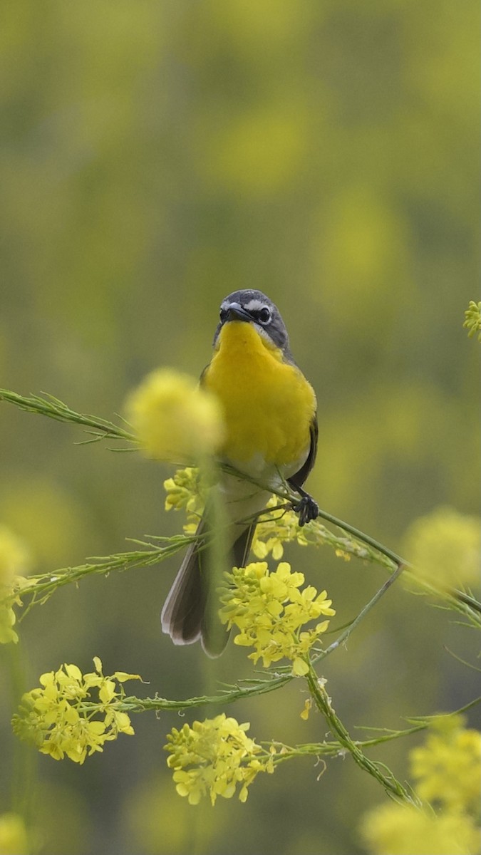 Yellow-breasted Chat - ML618698192