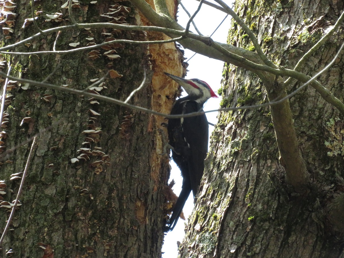 Pileated Woodpecker - ML618698235