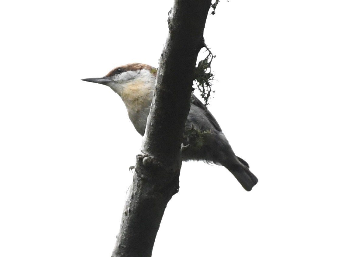 Brown-headed Nuthatch - ML618698236